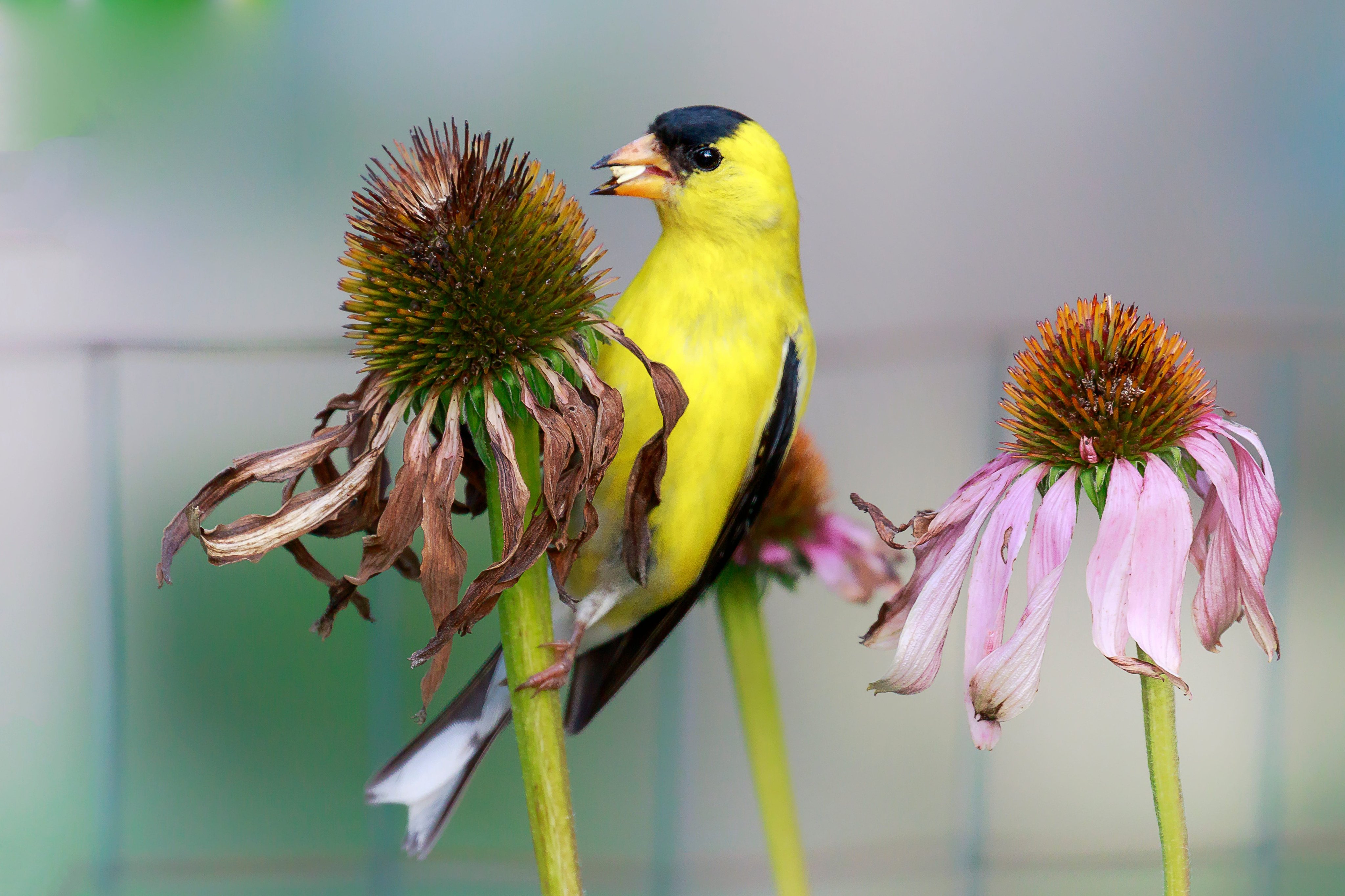 Don’t Cut These Perennials Back Yet—Birds Depend on Their Seedheads