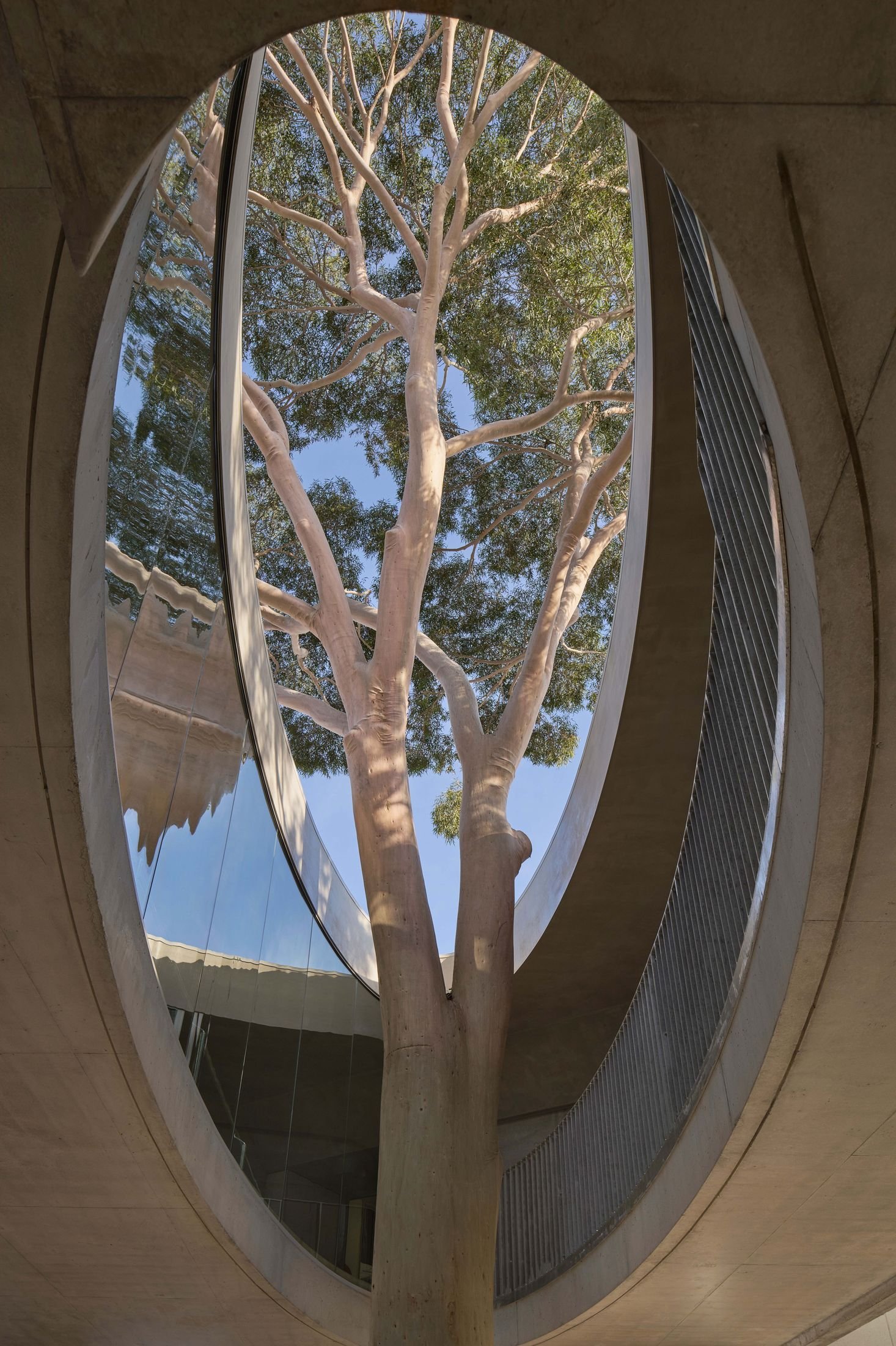 Farrell Wray Architects Build a Concrete Gallery Around a Tree They Refused to Touch.